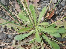 Attēlu rezultāti vaicājumam “Hypochaeris radicata leaf”