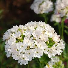 Attēlu rezultāti vaicājumam “Silene chalcedonica flower”