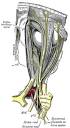 <b>Oculomotor nerve</b>