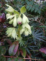 Image result for Helleborus foetidus