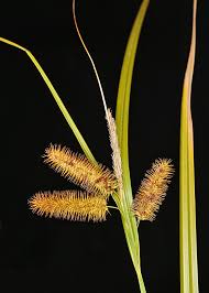 Attēlu rezultāti vaicājumam “Carex cespitosa flower”