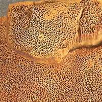 Attēlu rezultāti vaicājumam “Hapalopilus croceus”