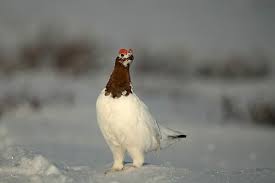 Attēlu rezultāti vaicājumam “Lagopus lagopus male”