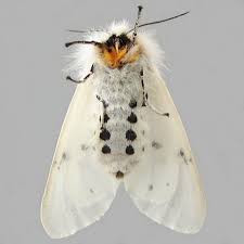 Attēlu rezultāti vaicājumam “Diaphora mendica female”