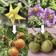 Attēlu rezultāti vaicājumam “Solanaceae”