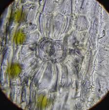 Attēlu rezultāti vaicājumam “Orthotrichum affine var. affine sporophyte”