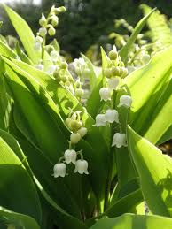 Attēlu rezultāti vaicājumam “Convallaria majalis leaf”