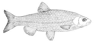 Image result for Squalius cephalus