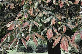 Attēlu rezultāti vaicājumam “Cameraria ohridella”