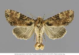 Attēlu rezultāti vaicājumam “Apamea epomidion”