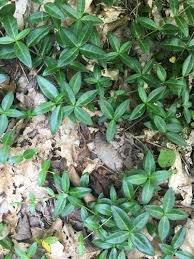 Attēlu rezultāti vaicājumam “Vinca minor leaf”