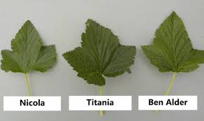 Attēlu rezultāti vaicājumam “Ribes nigrum leaf”