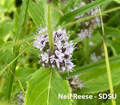 Attēlu rezultāti vaicājumam “Mentha x verticillata leaf”