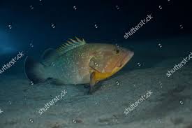 Image result for Epinephelus marginatus