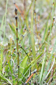 Attēlu rezultāti vaicājumam “Equisetum variegatum”