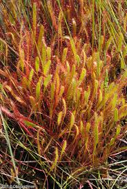Attēlu rezultāti vaicājumam “Drosera anglica leaf”