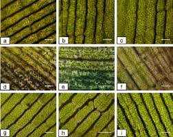 Attēlu rezultāti vaicājumam “Hydrilla verticillata leaf”