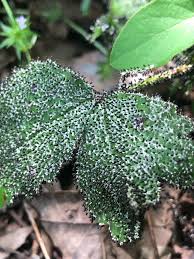 Attēlu rezultāti vaicājumam “Diachea muscorum spores”