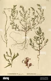 Attēlu rezultāti vaicājumam “Corispermum hyssopifolium”