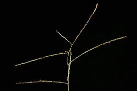 Attēlu rezultāti vaicājumam “Digitaria ischaemum”