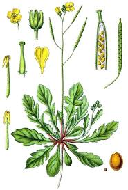 Attēlu rezultāti vaicājumam “Diplotaxis muralis fruit”