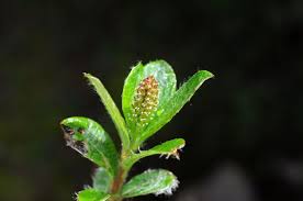 Attēlu rezultāti vaicājumam “Salix x doniana”