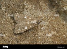 Attēlu rezultāti vaicājumam “Udea olivalis”