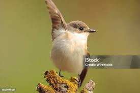 Attēlu rezultāti vaicājumam “Ficedula hypoleuca female”