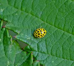 Attēlu rezultāti vaicājumam “Psyllobora vigintiduopunctata larva”