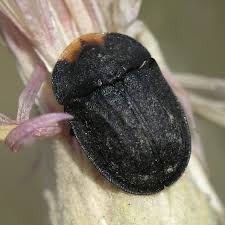 Attēlu rezultāti vaicājumam “Cassida”