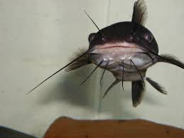 Image result for Ameiurus melas