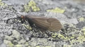 Attēlu rezultāti vaicājumam “Potamophylax”