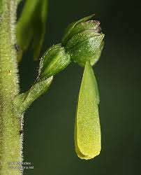 Attēlu rezultāti vaicājumam “Listera ovata flower”