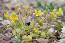 Attēlu rezultāti vaicājumam “Saxifraga cymbalaria”