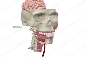 Attēlu rezultāti vaicājumam “Cribraria piriformis”