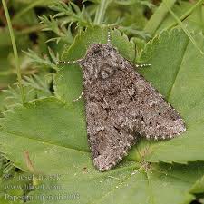 Attēlu rezultāti vaicājumam “Papestra biren”