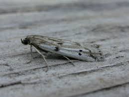 Attēlu rezultāti vaicājumam “Phycitodes binaevella”