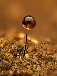 Attēlu rezultāti vaicājumam “Arcyria helvetica macro”