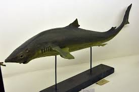 Image result for Squalus acanthias