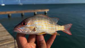 Image result for Lutjanus synagris