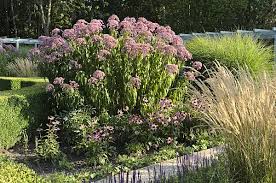 Attēlu rezultāti vaicājumam “Calamagrostis purpurea fruit”
