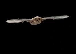 Attēlu rezultāti vaicājumam “Pipistrellus nathusii”