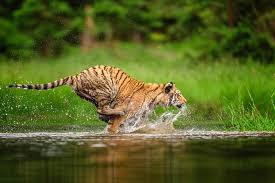 Kuvahaun tulos haulle tigers