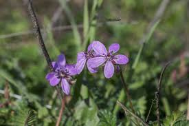 Attēlu rezultāti vaicājumam “Erodium cicutarium flower”