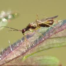 Attēlu rezultāti vaicājumam “Dicyphus sp.”