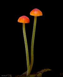Attēlu rezultāti vaicājumam “Mycena acicula”