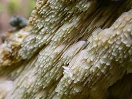 Attēlu rezultāti vaicājumam “Sarcodontia crocea”