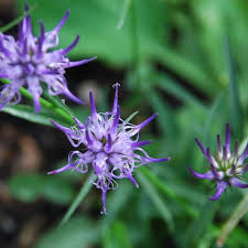 Attēlu rezultāti vaicājumam “Phyteuma spicatum fruit”