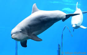 Image result for Tursiops truncatus