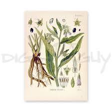 Attēlu rezultāti vaicājumam “Symphytum officinale”